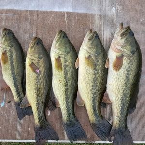 Meet your Posher, Marlene